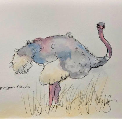 Ostrich